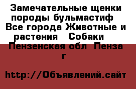 Замечательные щенки породы бульмастиф - Все города Животные и растения » Собаки   . Пензенская обл.,Пенза г.